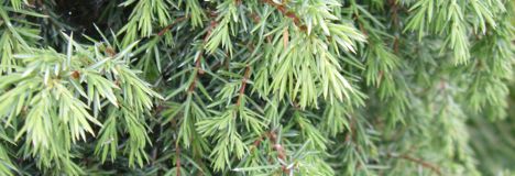 Juniperus Communis