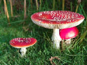 Agaricus Muscarius