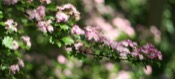 Crataegus Oxyacantha