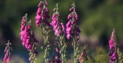 Digitalis Purpurea