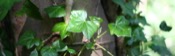 Hedera Helix