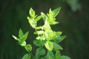 Mentha Piperita