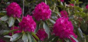 Rhododendron