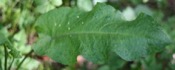 Rumex Obtusifolius